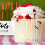 5 WAYS TO GET RID OF ANTS NATURALLY