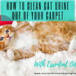 HOW TO CLEAN CAT URINE OUT OF YOUR CARPET WITH ESSENTIAL OILS